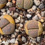 Lithops Comptonii v. weber C347 (1000+ pcs)