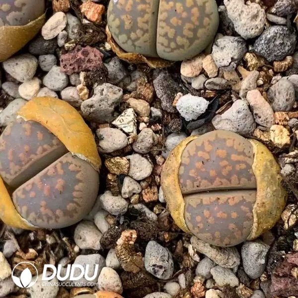 Lithops Comptonii v. weber C347 (1000+ pcs) - Image 1