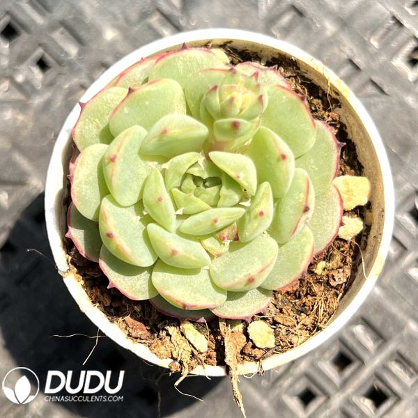 e201-22.jpg Echeveria Long Island Red Boat - Image 1