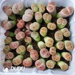 Lithops Dinteri ssp. dinteri v. brevis C84 (1000+ pcs)