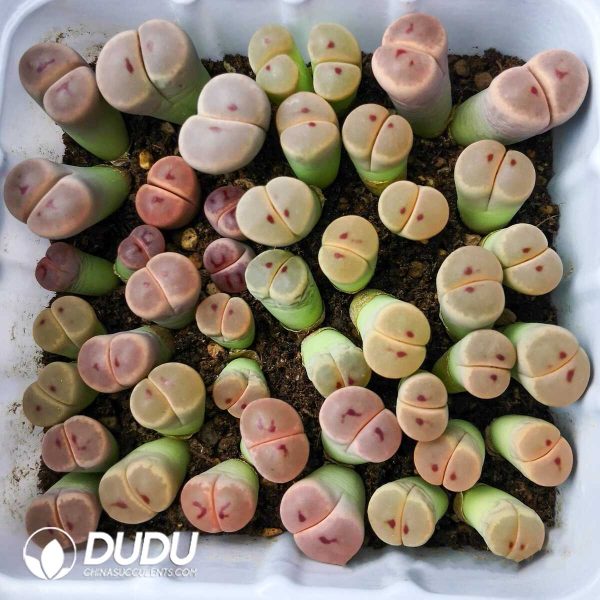 Lithops Dinteri ssp. dinteri v. brevis C84 (1000+ pcs) - Image 1