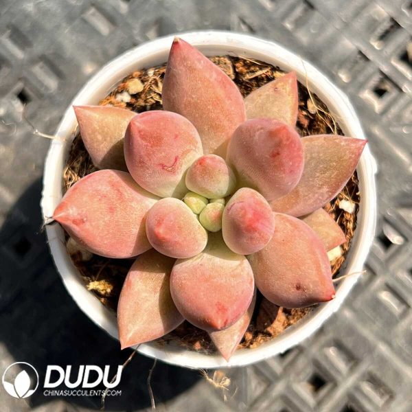 Pachyphytum Yuji Beauty - Image 1