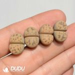 Lithops Dinteri ssp. frederici C180 (1000+ pcs)