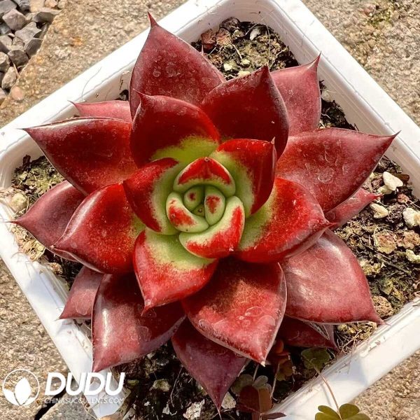 e201-24.jpg Echeveria Red Soul - Image 1