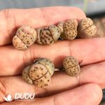 Lithops Dinteri ssp. multipunctata C181 (1000+ pcs)