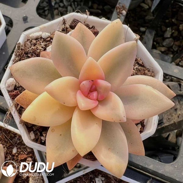 e201-25.jpg Graptopetalum Victor Kane Variegated - Image 1