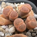Lithops Dinteri ssp. frederici C206 (1000+ pcs)