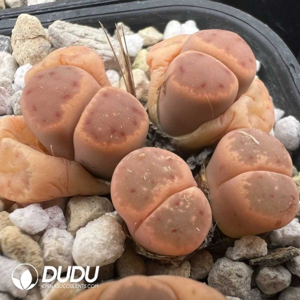 Lithops Dinteri ssp. frederici C206 (1000+ pcs) - Image 1