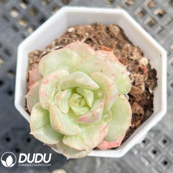 Echeveria Nicksana Variegated - Image 1