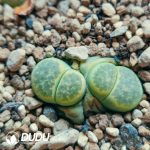Lithops Dinteri ssp. dinteri v. dinteri 'Dintergreen' C206A (1000+ pcs)
