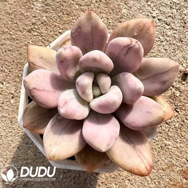 e201-27.jpg Graptoveria Opalina Tiger-pattern Variegated - Image 1