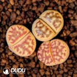 Lithops C124  dorotheae (1000+ pieces)