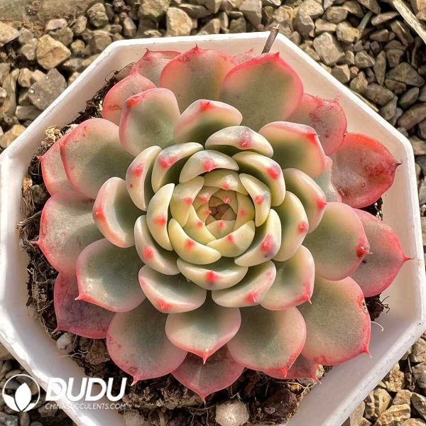 Echeveria Minima Variegated - Image 1