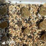 Lithops C300 dorotheae(1000+ pieces)