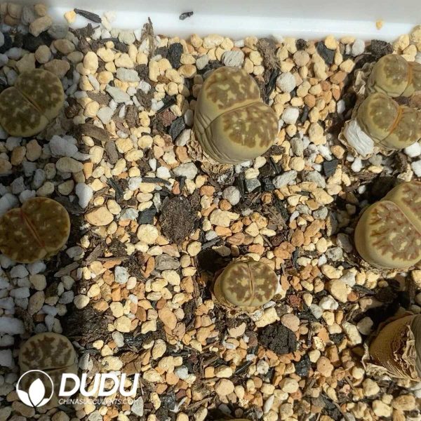 Lithops C300 dorotheae(1000+ pieces) - Image 1