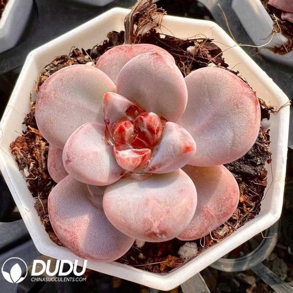 Echeveria Sakura Snow - Image 1