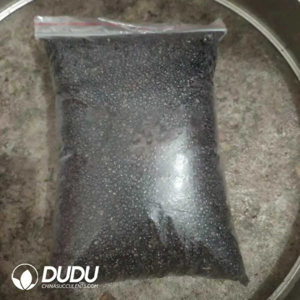 500Pcs Astrophytum Walnut Seeds - Image 1