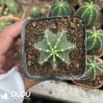 (Seed Grown)Echinocereus subinermis