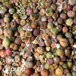 Conophytum Mixed (10000pcs)