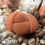 Lithops  fulviceps v. fulviceps (1000+ pieces)