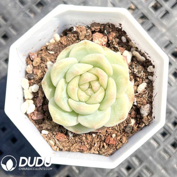 Echeveria Mount Fuji - Image 1