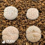 Lithops  fulviceps v. lactinea(1000+ pieces)