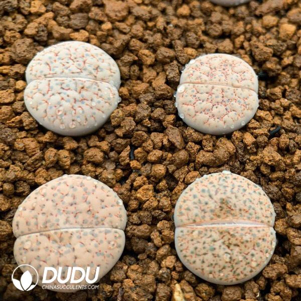 Lithops  fulviceps v. lactinea(1000+ pieces) - Image 1