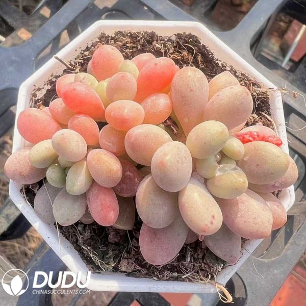 e201-31.jpg Graptopetalum Miss Red Berry Clustering - Image 1