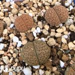 Lithops fulviceps v. fulviceps (1000+ pieces)