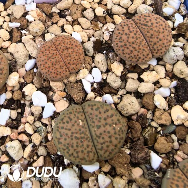 Lithops fulviceps v. fulviceps (1000+ pieces) - Image 1
