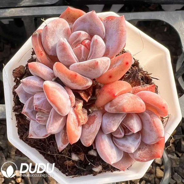 Echeveria Charles Clustering - Image 1