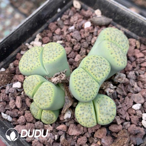 Lithops  fulviceps v. fulviceps 'Aurea' (1000+ pieces) - Image 1