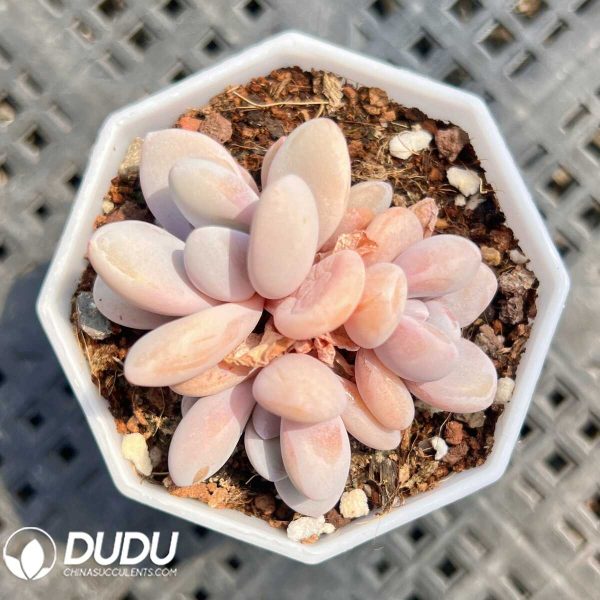 e201-33.jpg Graptoveria Pink Rabbit - Image 1