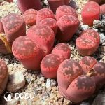 Lithops  gesinae v. gesinae 'pink form (1000+ pieces)