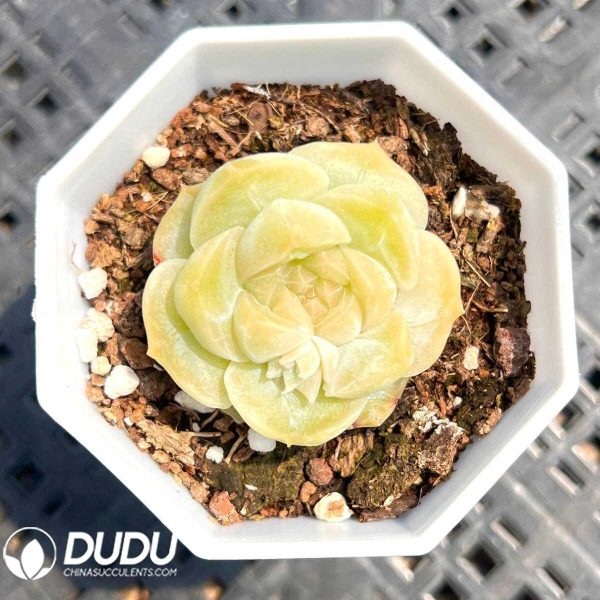 Echeveria Sweet Balai - Image 1