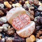 Lithops  gracilidelineata v. waldroniae (500+ pieces)