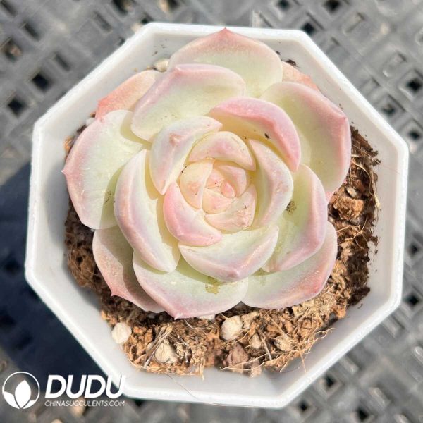 e201-35.jpg Echeveria Dreamy Bubbles - Image 1