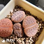 Lithops  gracilidelineata v. waldroniae (500+ pieces)