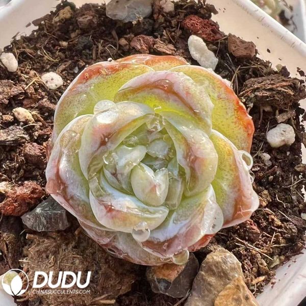 Echeveria Sugar cubes - Image 1