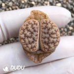 Lithops gracilide. v. gracilide. (500+ pieces)