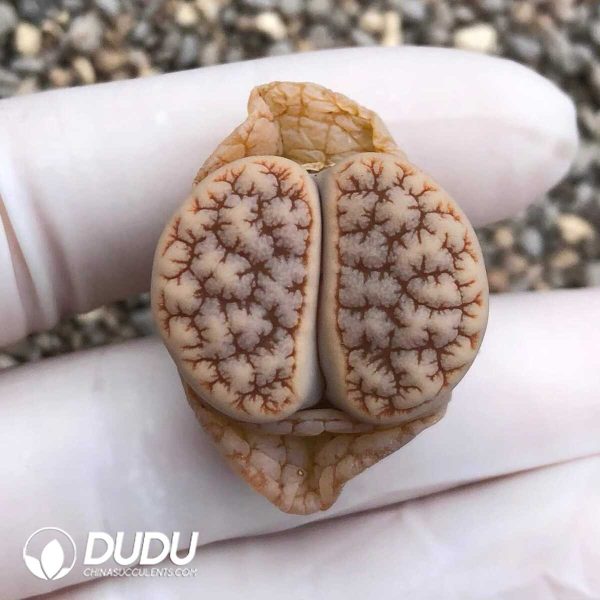 Lithops gracilide. v. gracilide. (500+ pieces) - Image 1