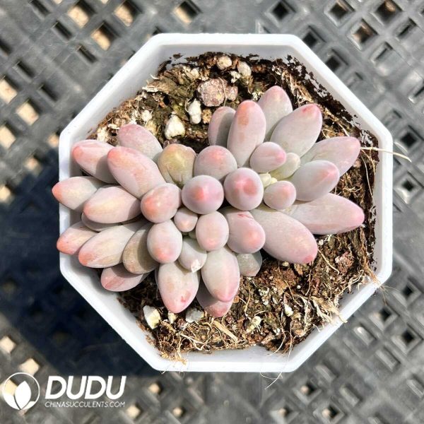 e201-37.jpg Pachyphytum Croissant Clustering - Image 1