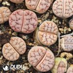 Lithops  gracilide. v. gracilide. (500+ pieces)