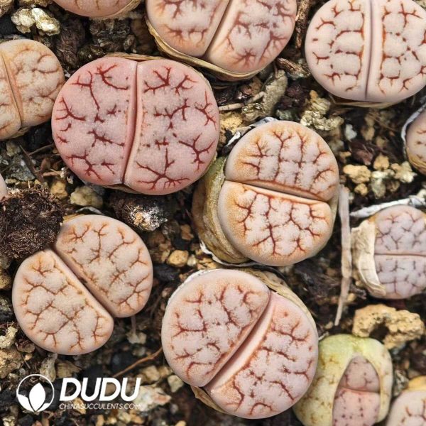 Lithops  gracilide. v. gracilide. (500+ pieces) - Image 1