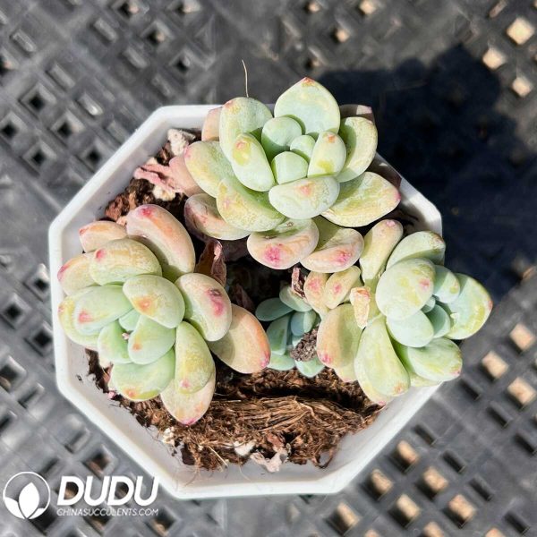 Echeveria Furalei Clustering - Image 1