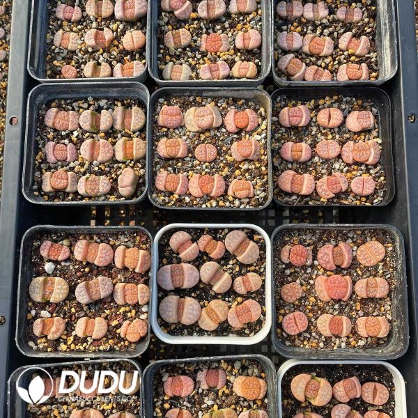 Lithops  gracilide. v. gracilide.(500+ pieces) - Image 1