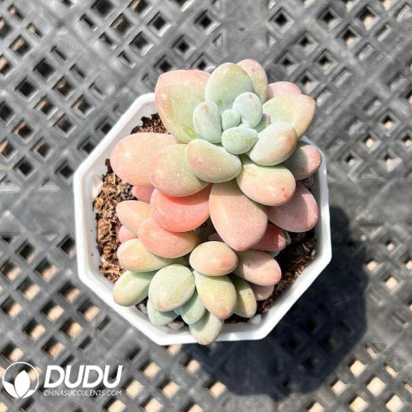 e201-39.jpg Echeveria Sailor Moon Double Head - Image 1