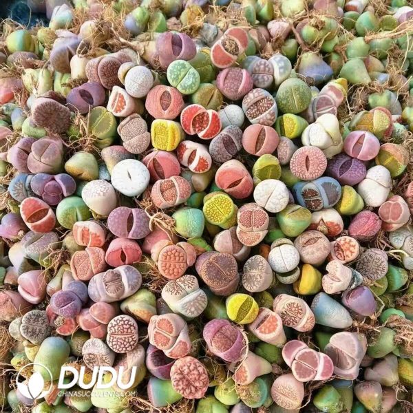 Lithops Mixed Varieties ??10000pcs?? - Image 1