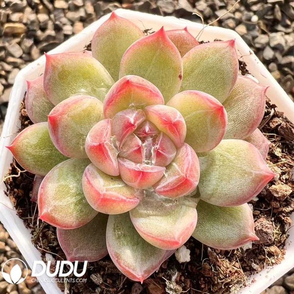 Echeveria Snow Jenny - Image 1