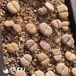 Lithops gracilide. v. gracilide.(500+ pieces)
